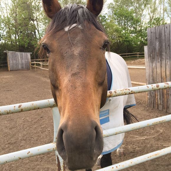 Meet your Posher, Shea - Picture 1 of 1